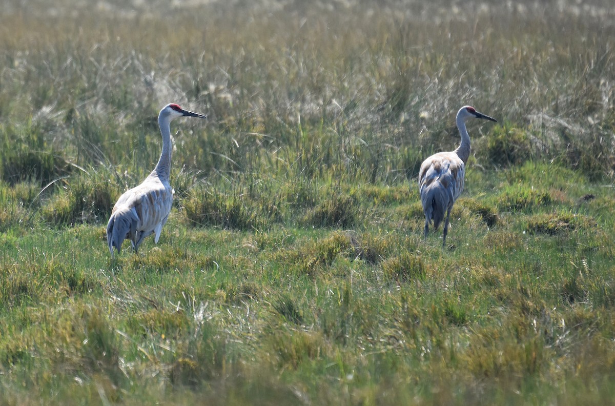 Sandhill Crane - Kevin Lapp