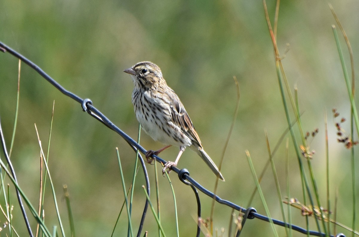 Savannah Sparrow - ML110690681