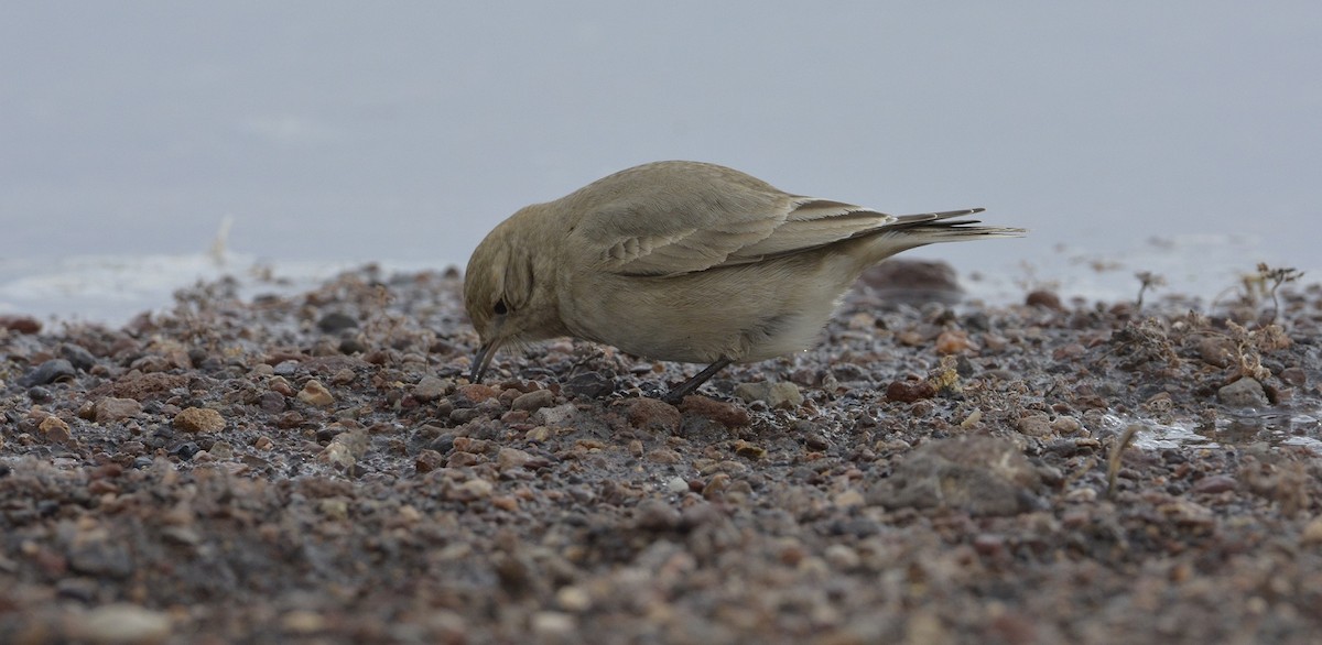 Short-billed Miner - ML110691801