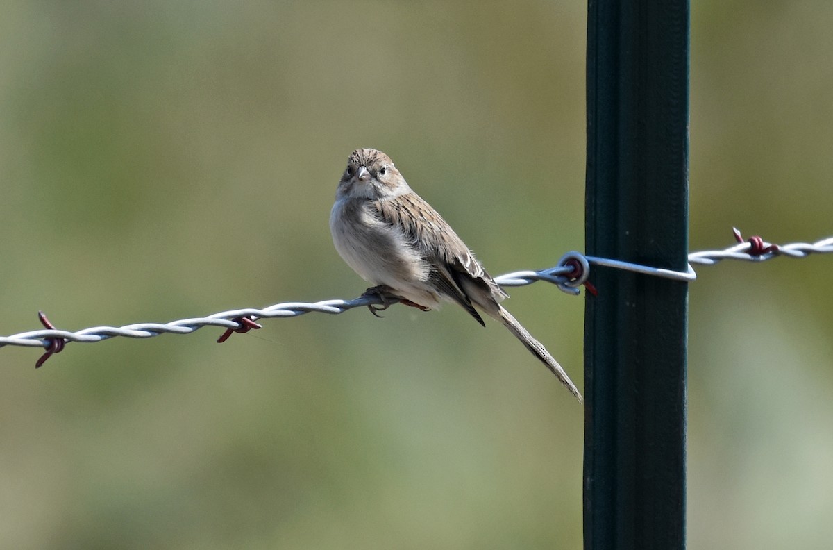 Brewer's Sparrow - ML110691931