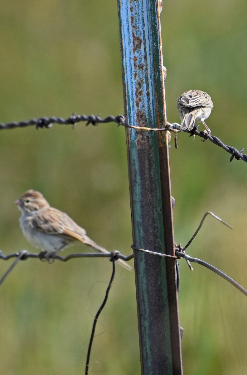 Brewer's Sparrow - ML110691981