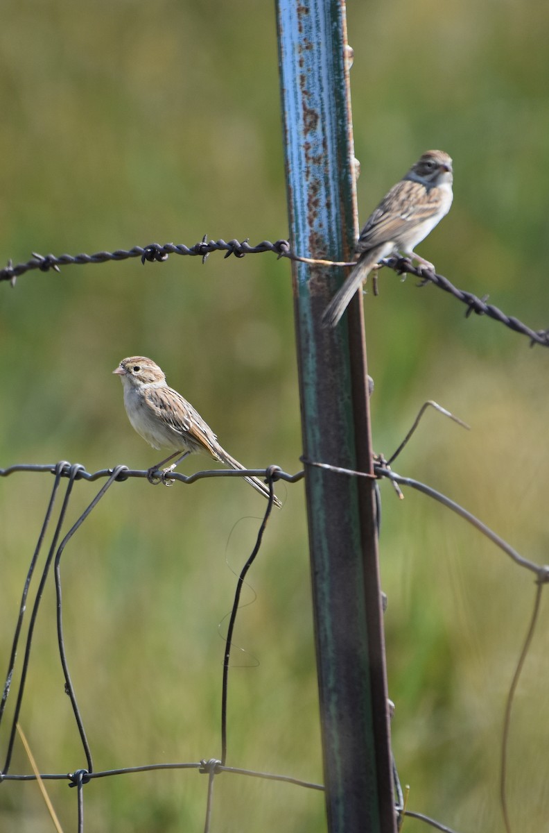 Brewer's Sparrow - ML110692021