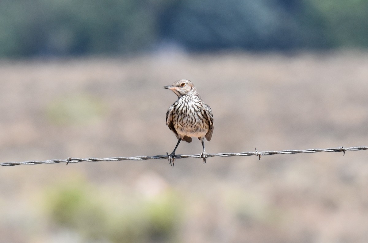 Sage Thrasher - ML110692571