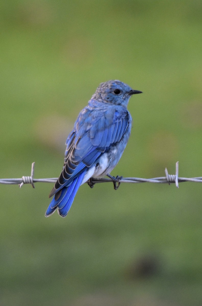 Mountain Bluebird - ML110693171