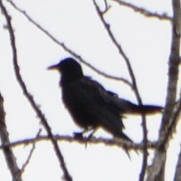 American Crow - ML110693531