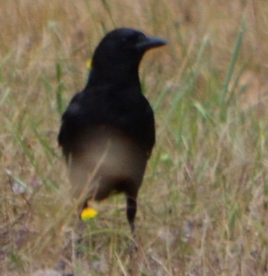 American Crow - ML110693591