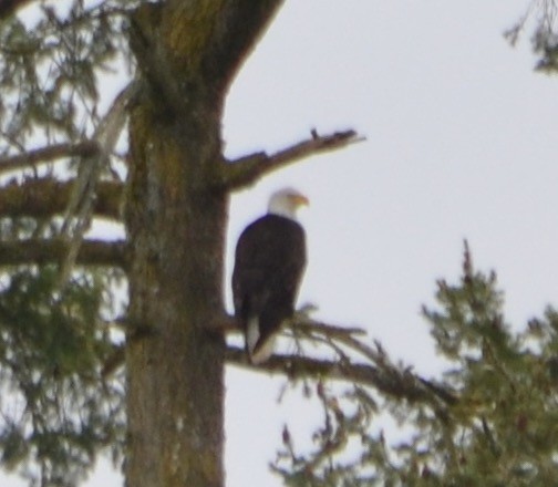 Bald Eagle - ML110693631