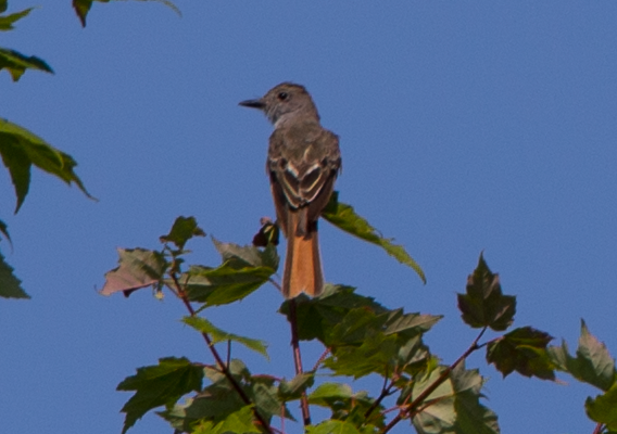 Great Crested Flycatcher - ML110693721