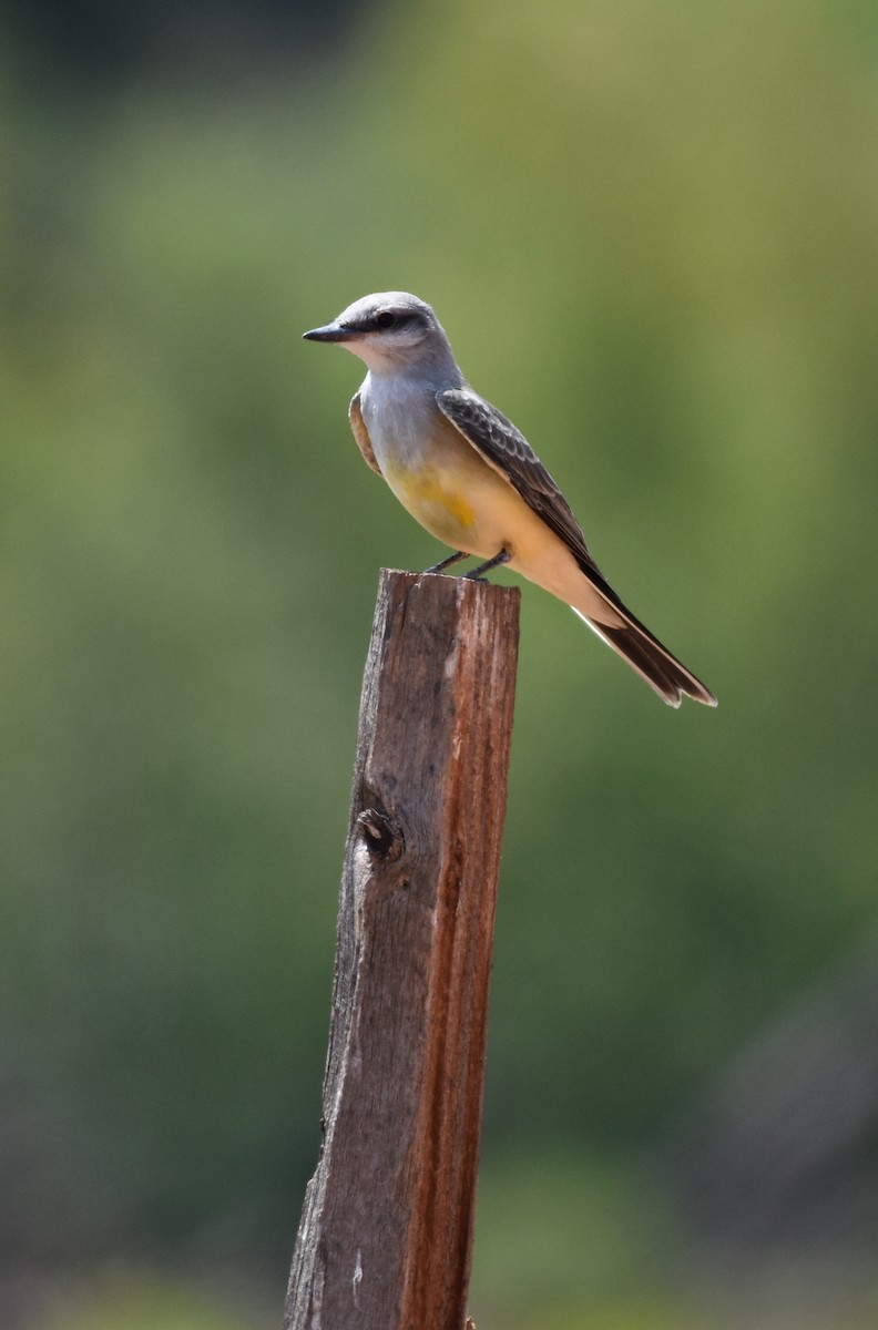 Western Kingbird - ML110693771