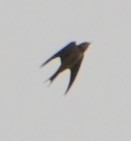 Barn Swallow - ML110693791