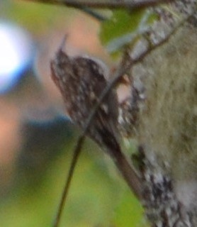 Brown Creeper - ML110693961