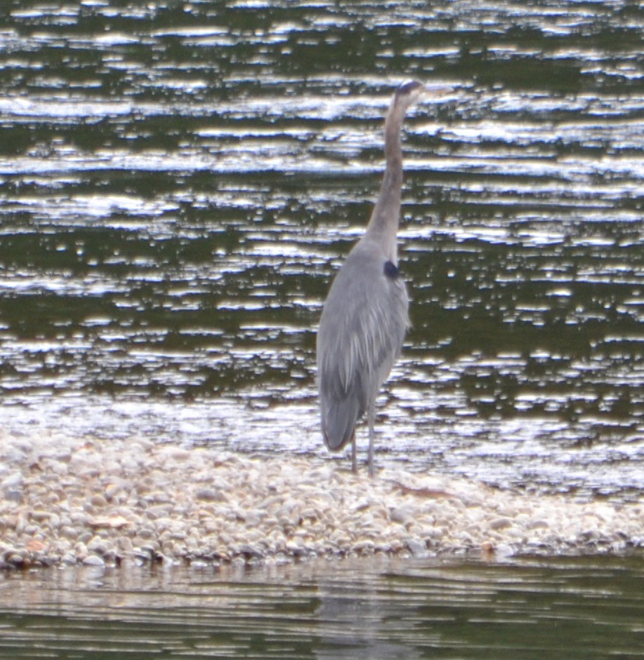 Great Blue Heron - Margaret Merar