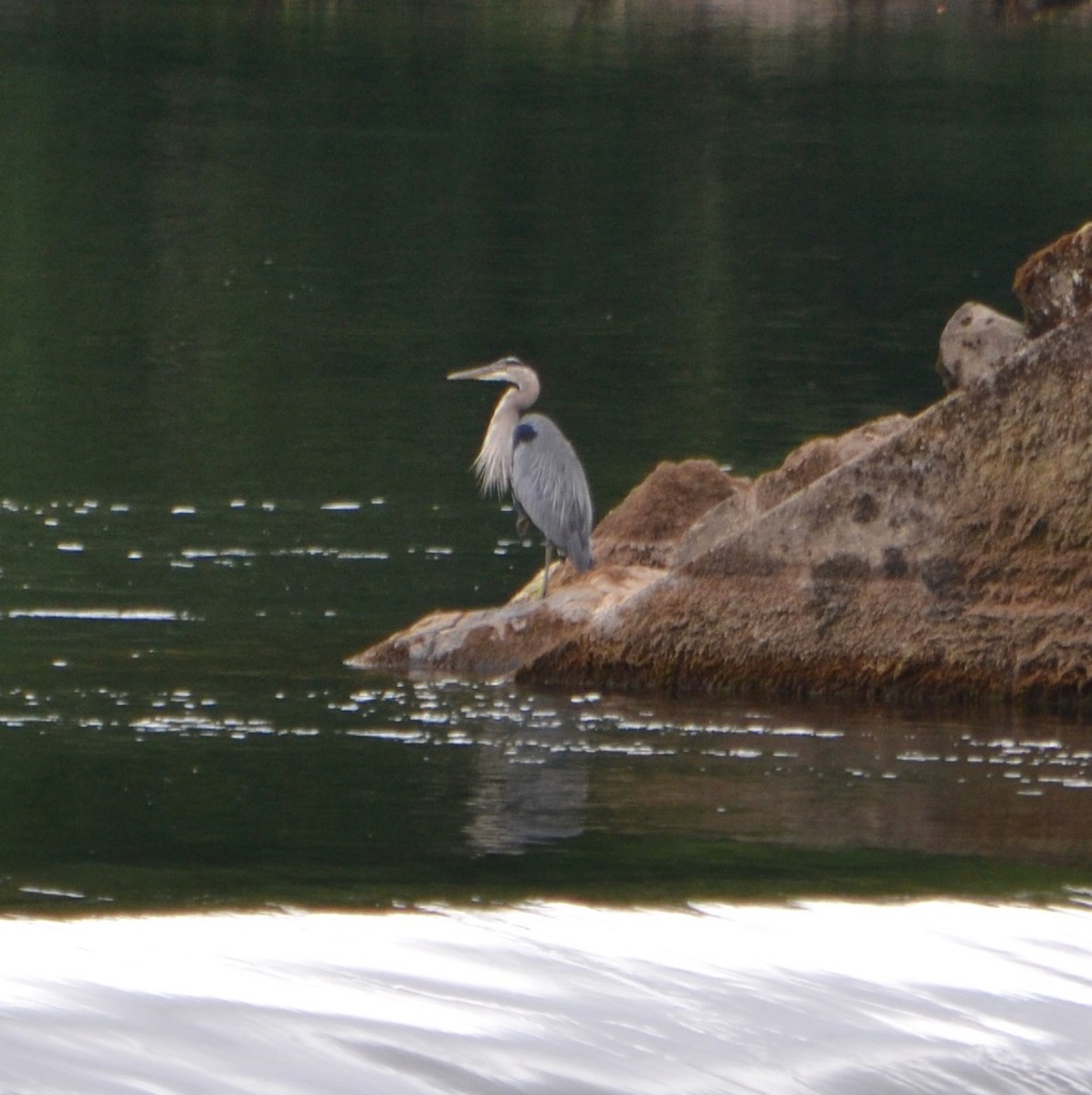 Garza Azulada - ML110694151