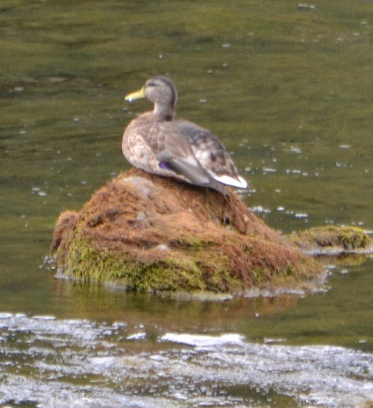 Mallard - Margaret Merar