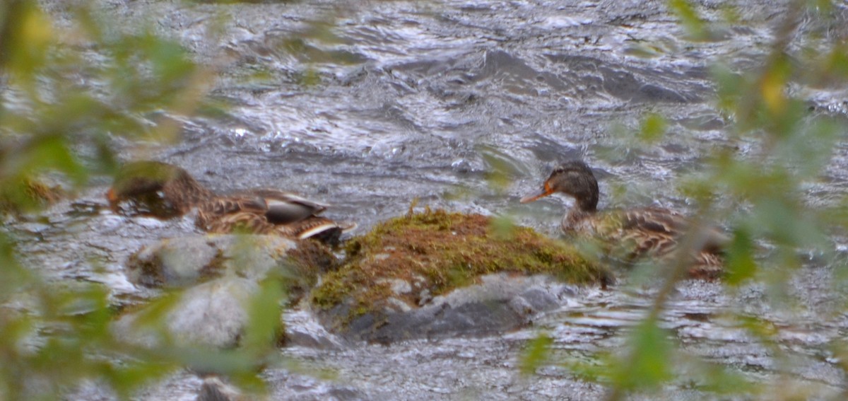 Canard colvert - ML110694231