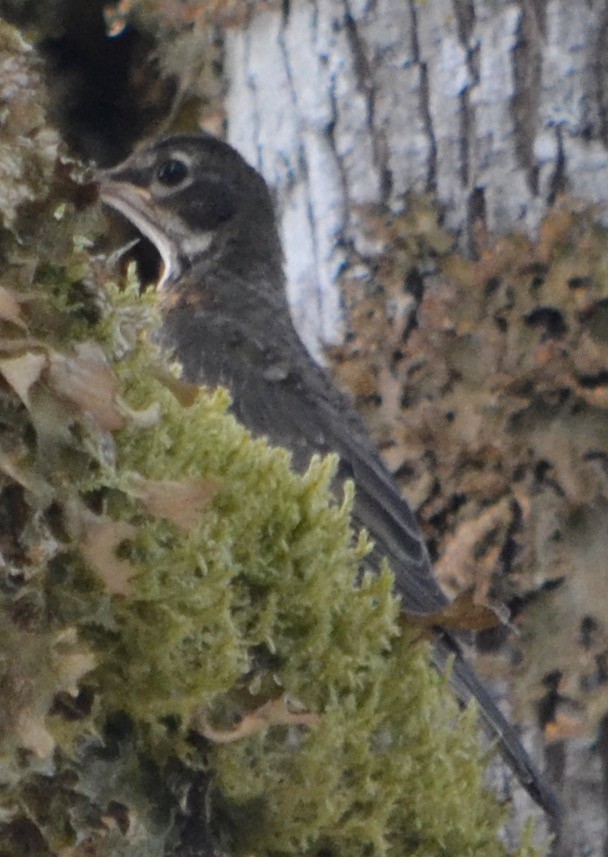 American Robin - ML110694391