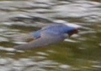 Golondrina/Avión sp. - ML110694581