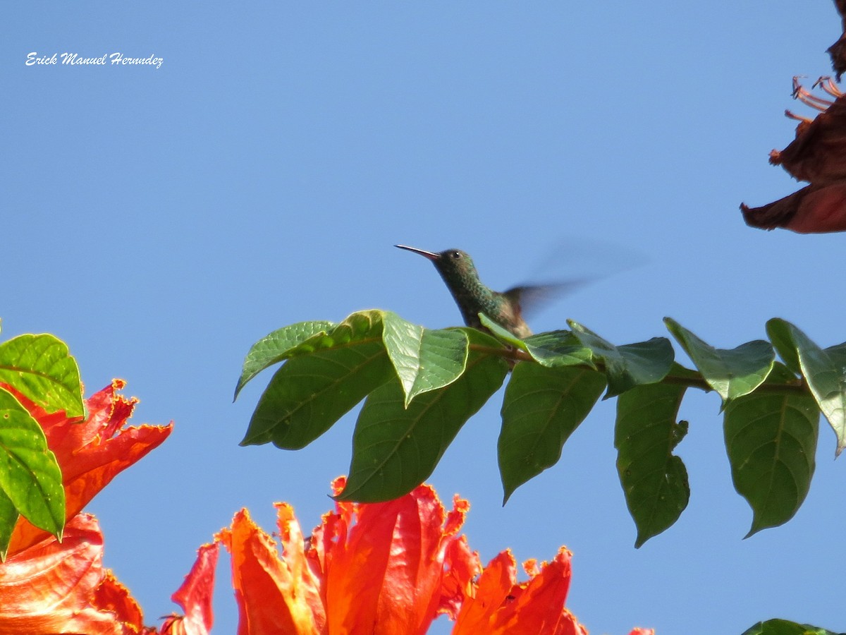 kolibřík mexický - ML110694741