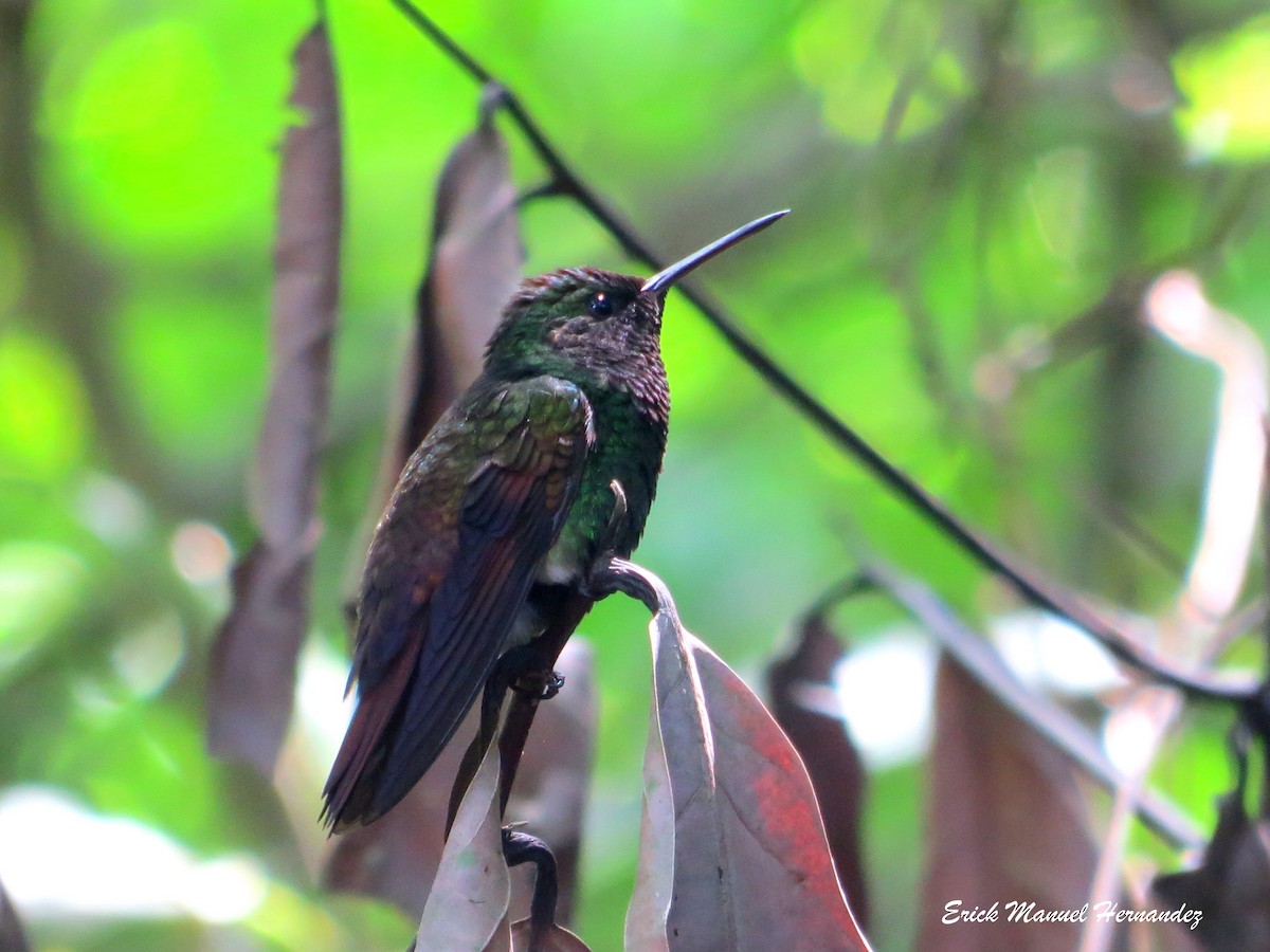 Berylline Hummingbird - ML110694941