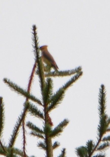 Cedar Waxwing - ML110694961