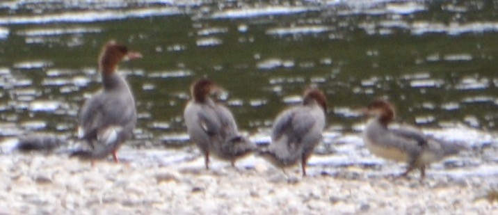 Common Merganser - ML110695421