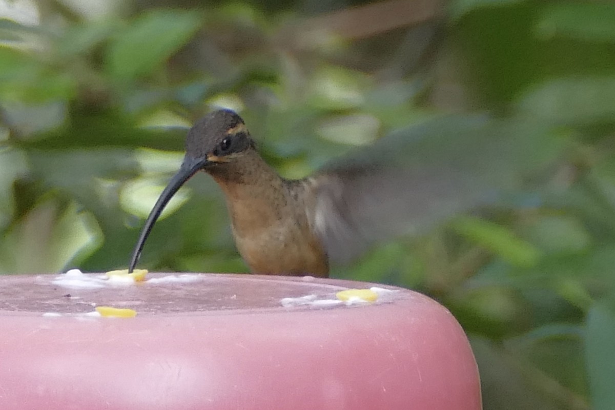 Great-billed Hermit - Peter Kaestner