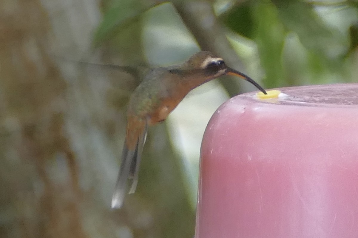 kolibřík malý - ML110695561