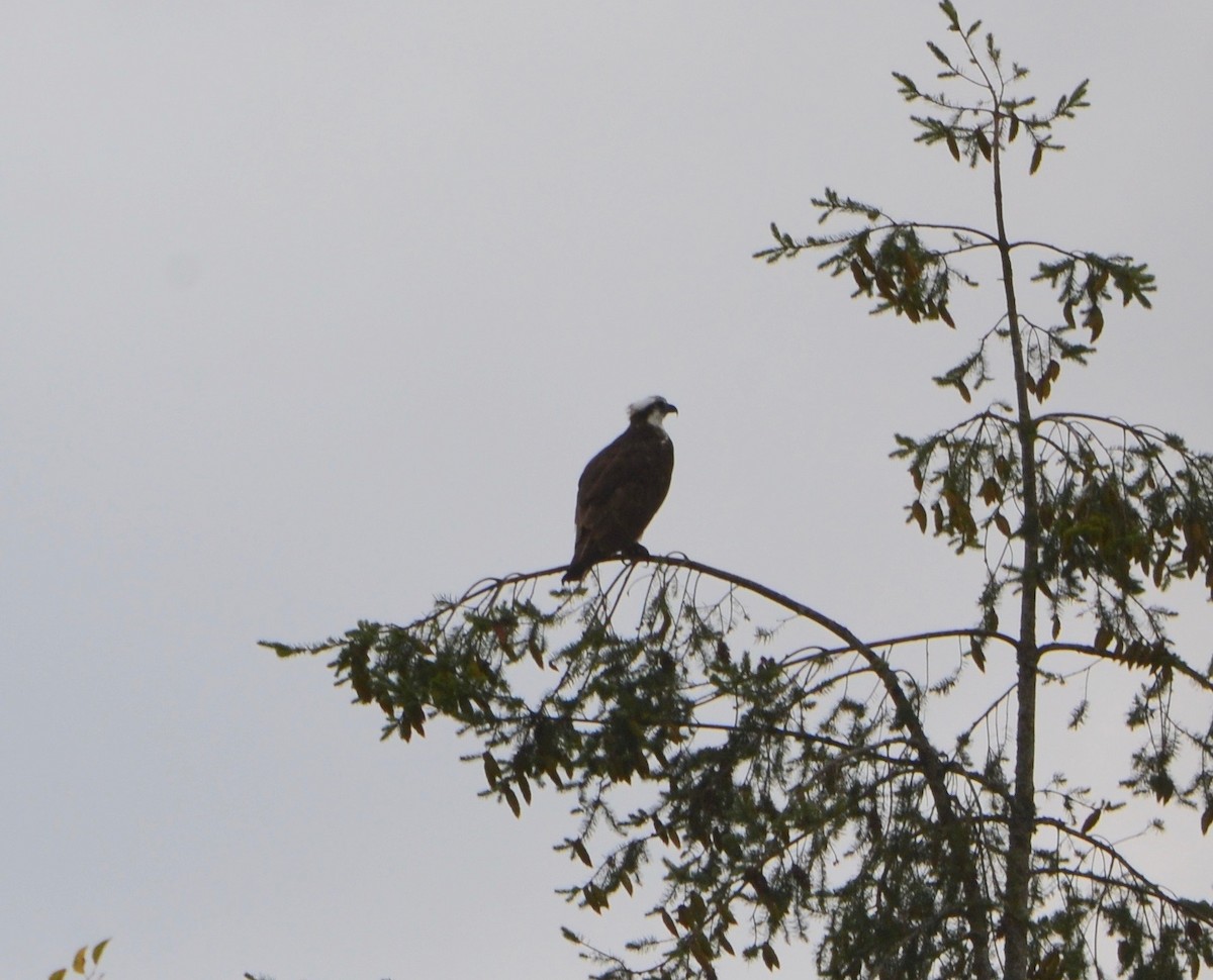 Águila Pescadora - ML110695571