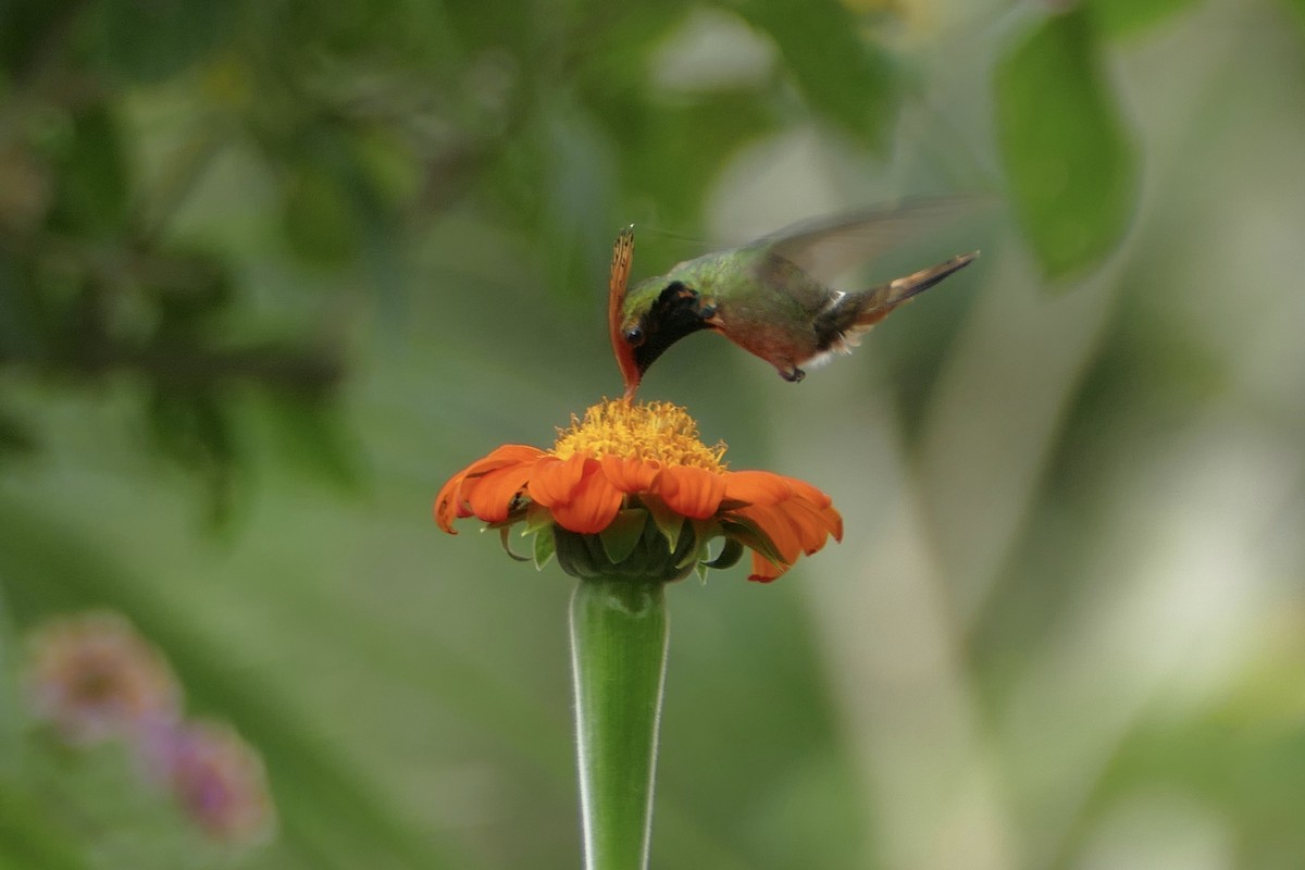 Rufous-crested Coquette - Peter Kaestner