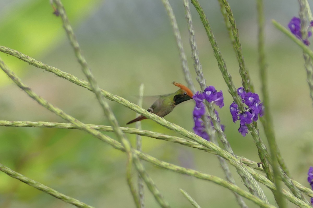 Rufous-crested Coquette - Peter Kaestner