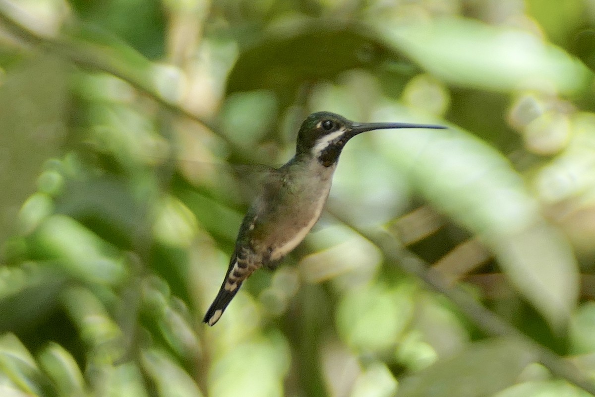 Long-billed Starthroat - Peter Kaestner