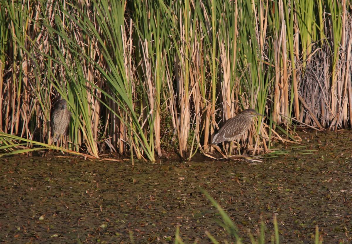 Black-crowned Night Heron - Mark Gallagher