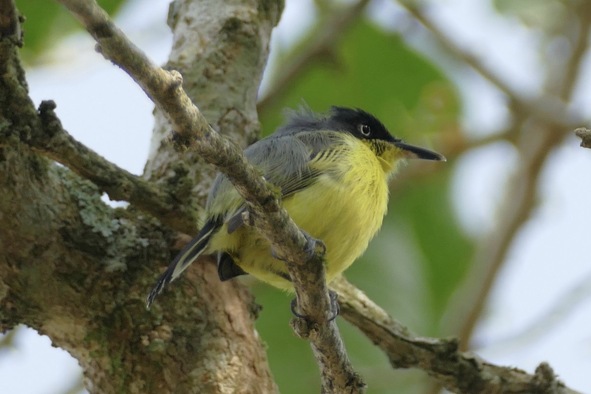 Common Tody-Flycatcher - Peter Kaestner