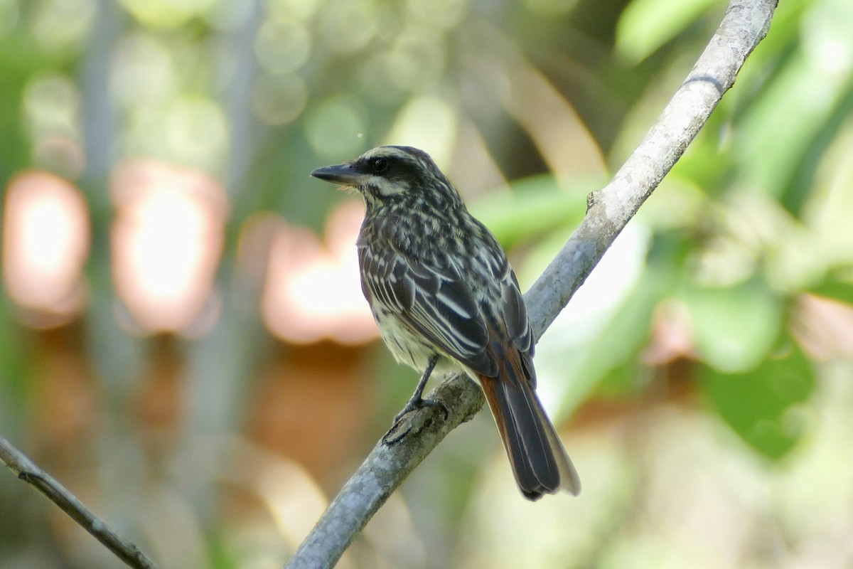 Streaked Flycatcher - Peter Kaestner