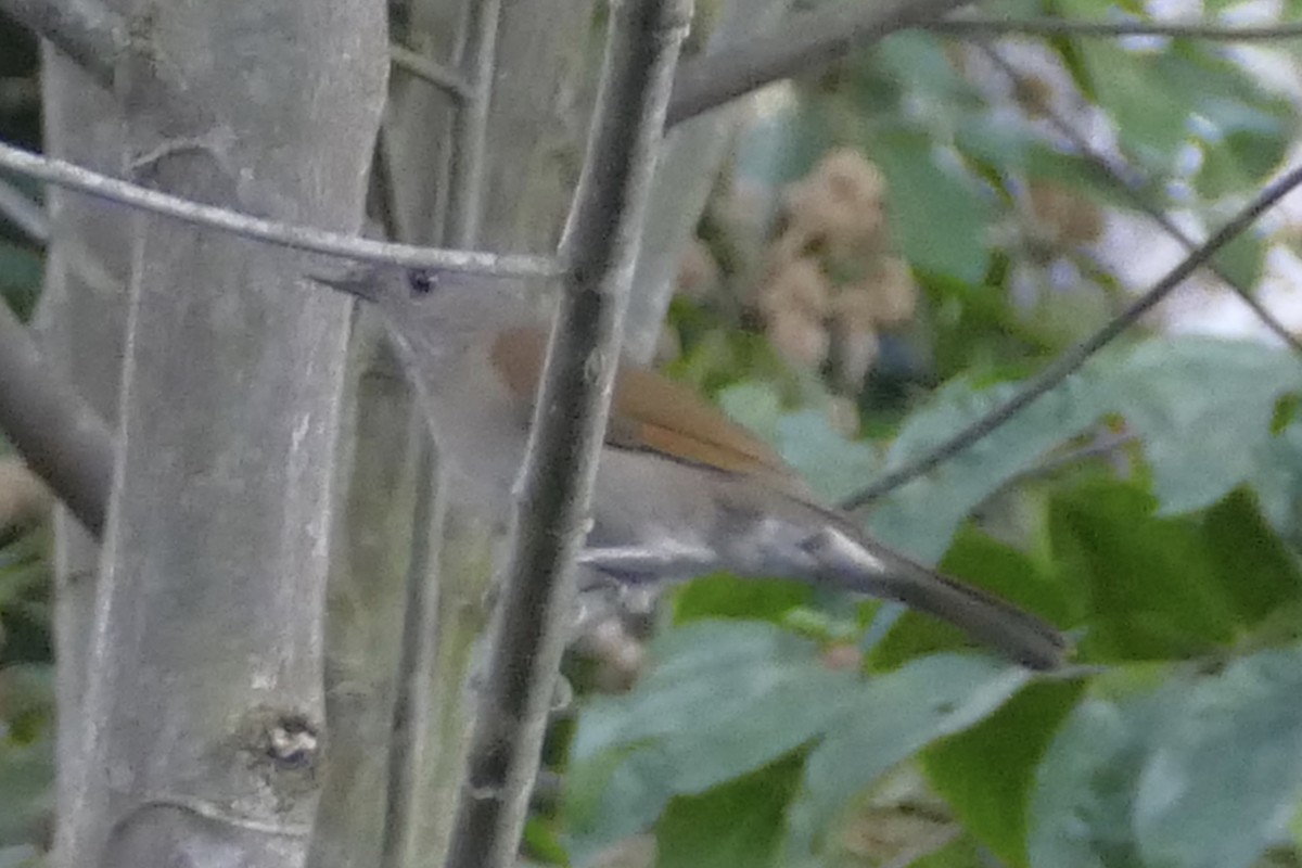 Pale-breasted Thrush - Peter Kaestner