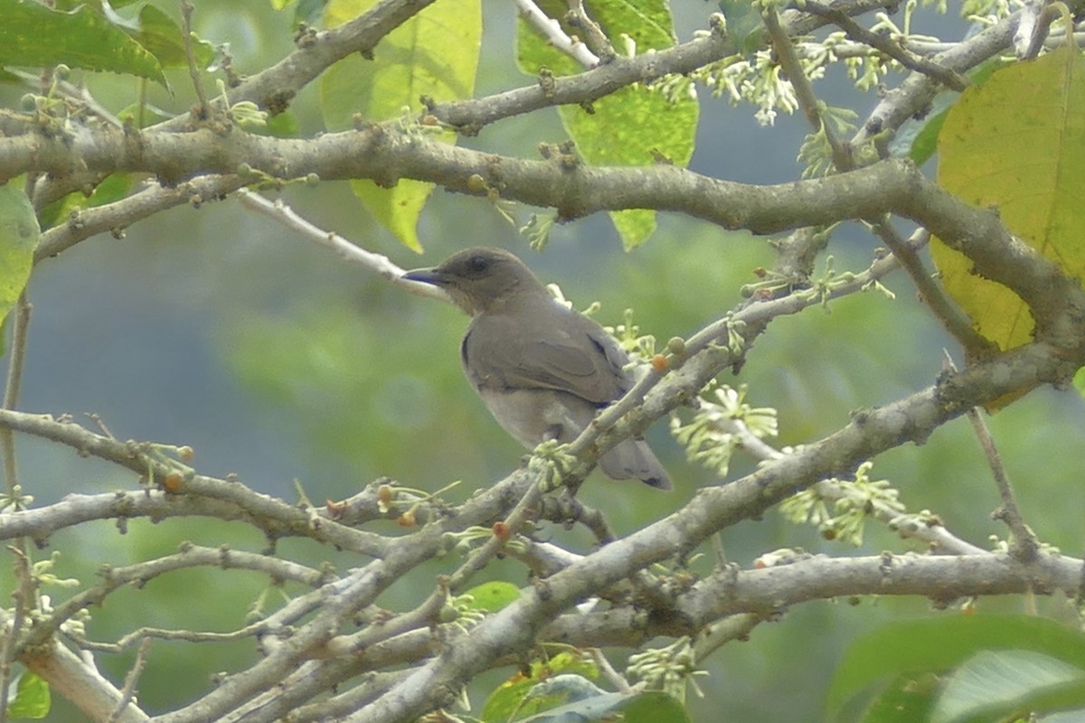 Black-billed Thrush - Peter Kaestner