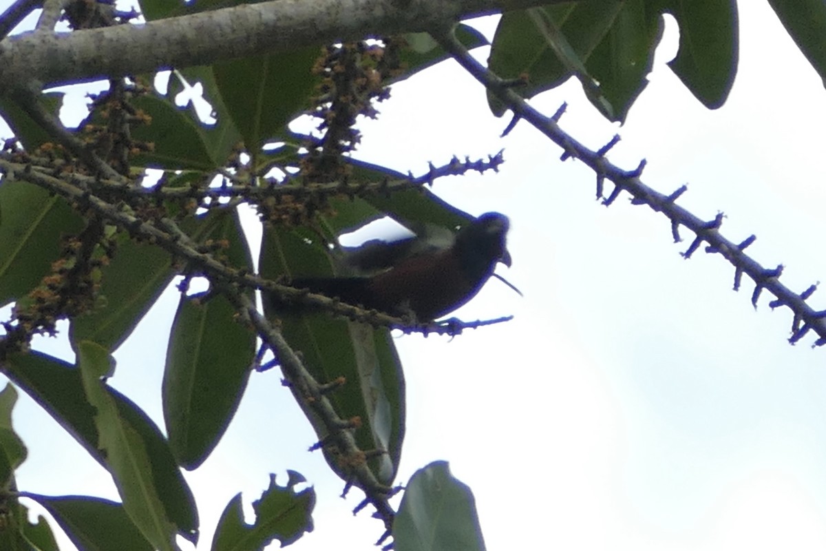 Chestnut-bellied Seed-Finch - Peter Kaestner