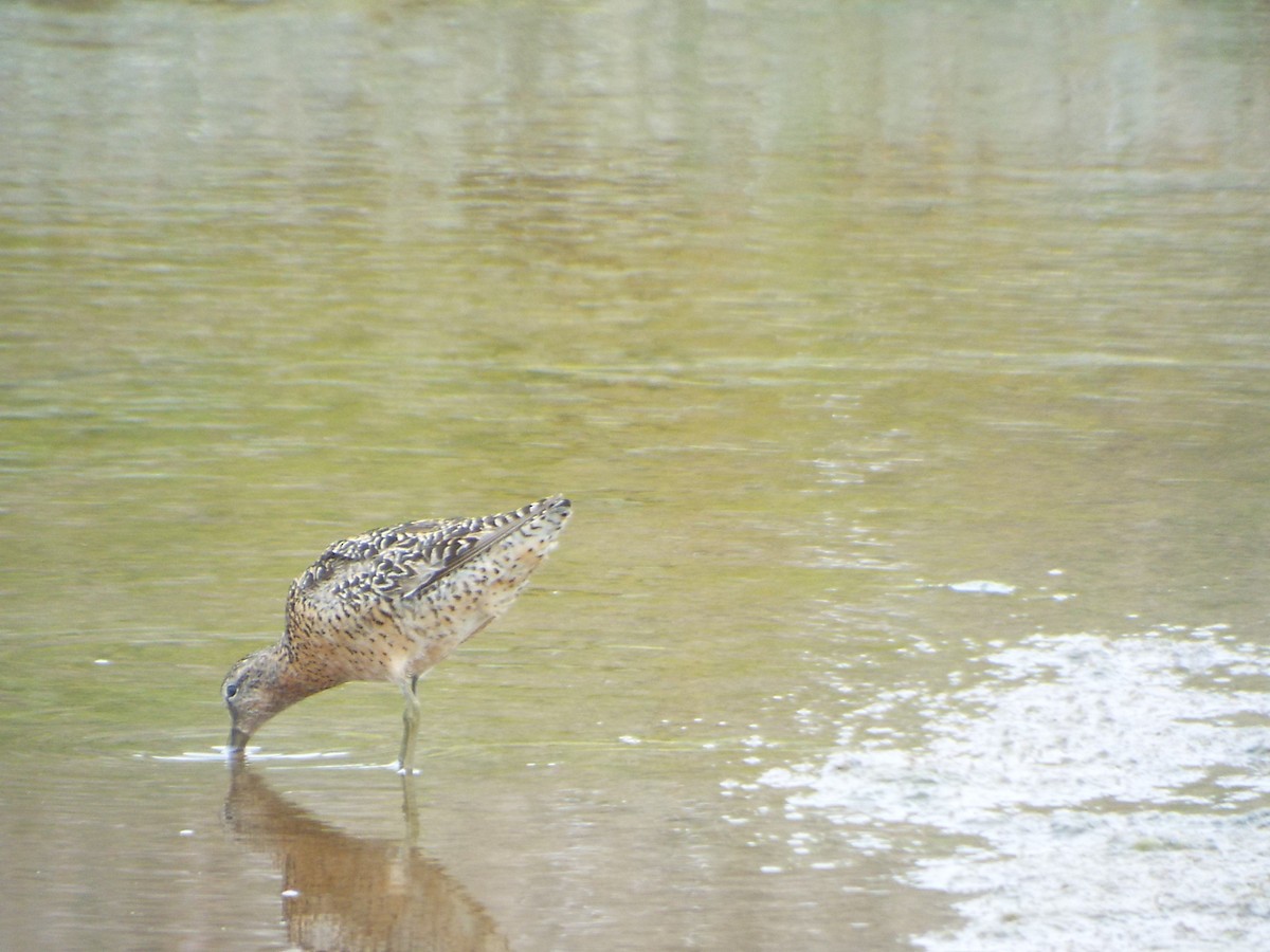 Short-billed Dowitcher - Joe Madden