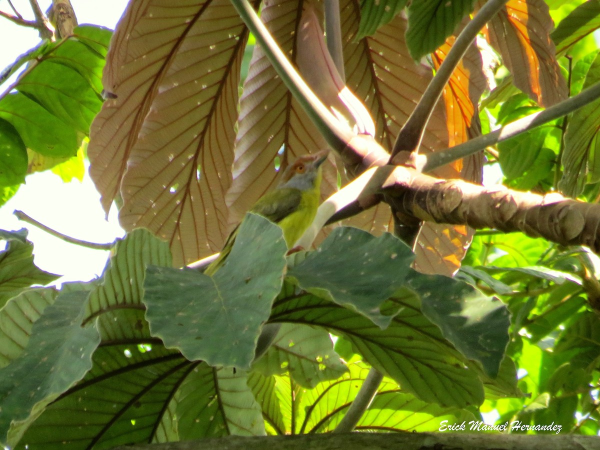 Rufous-browed Peppershrike - ML110696861