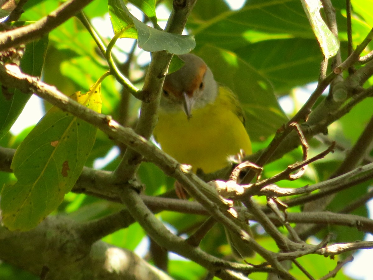 Rufous-browed Peppershrike - ML110696871