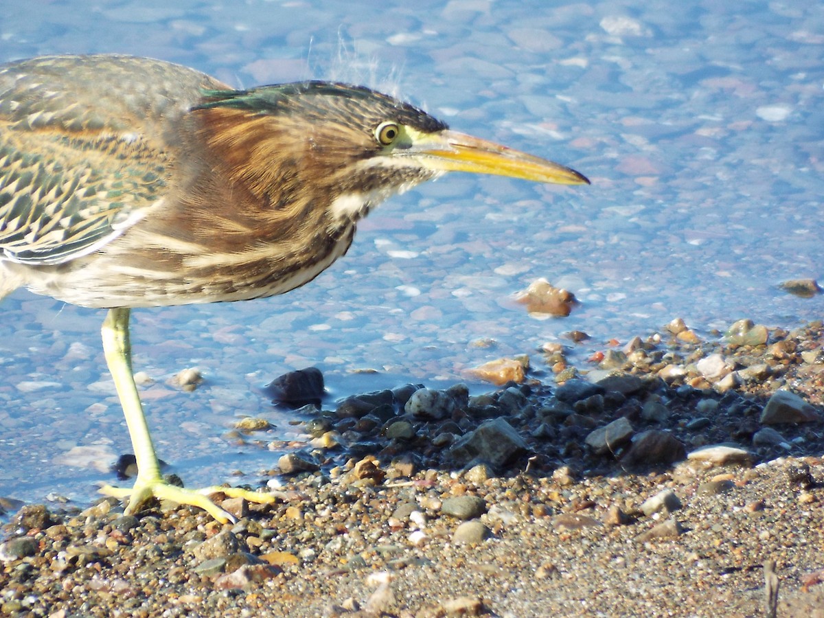 Green Heron - ML110697301