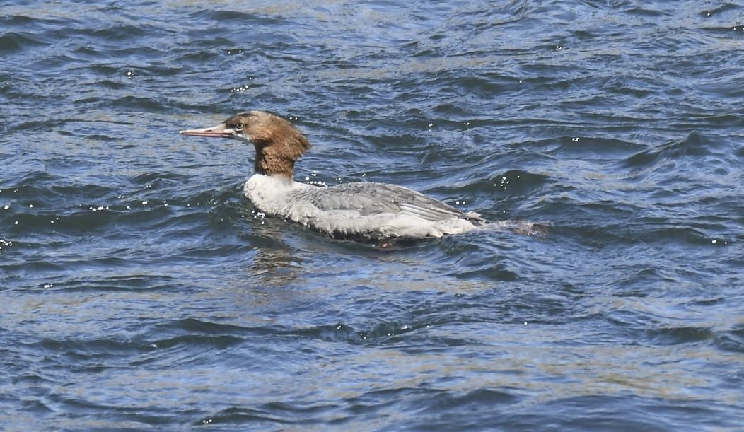 Common Merganser (North American) - ML110697311