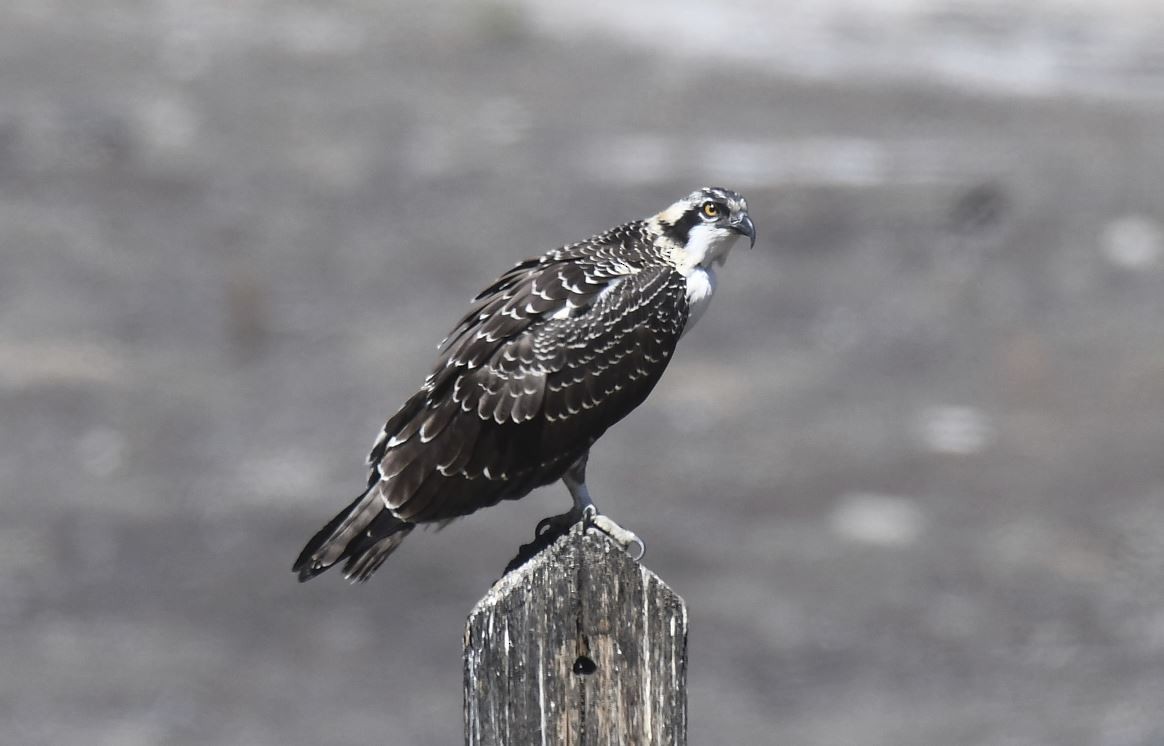 Águila Pescadora - ML110697391