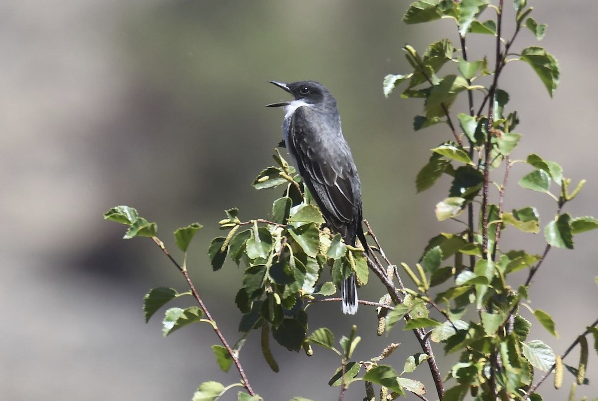 Eastern Kingbird - Tom Crabtree