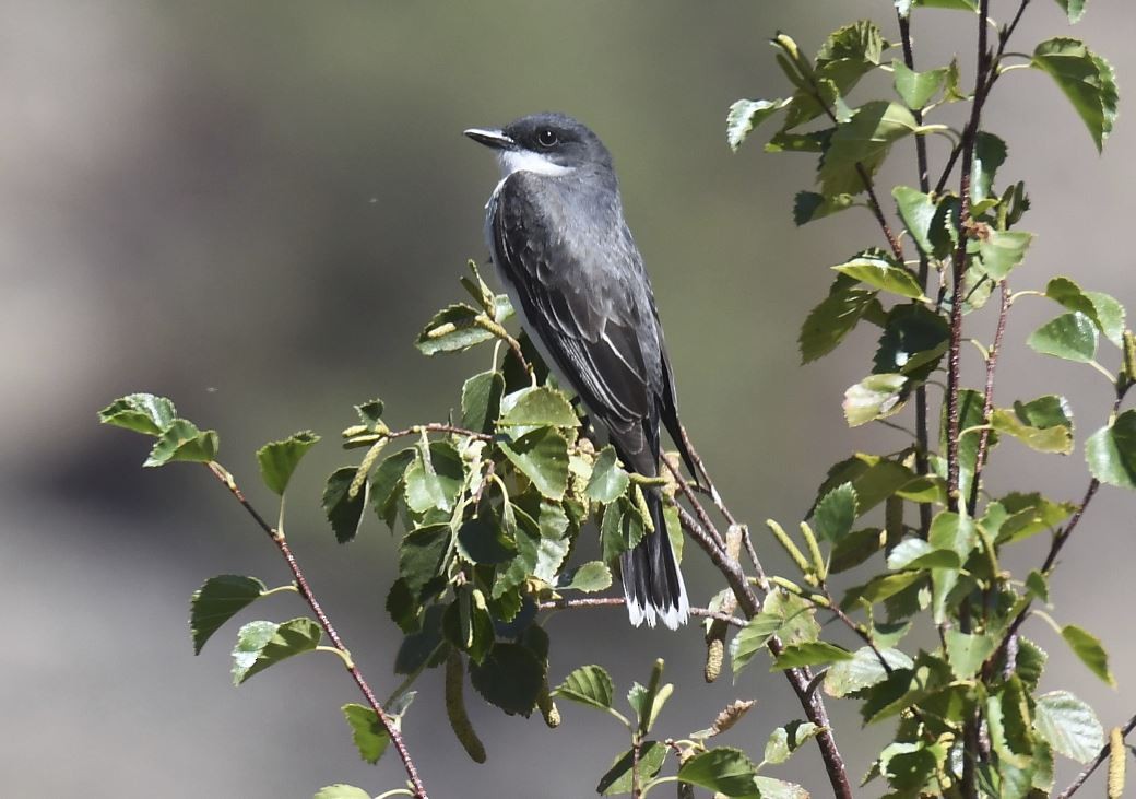 Eastern Kingbird - Tom Crabtree