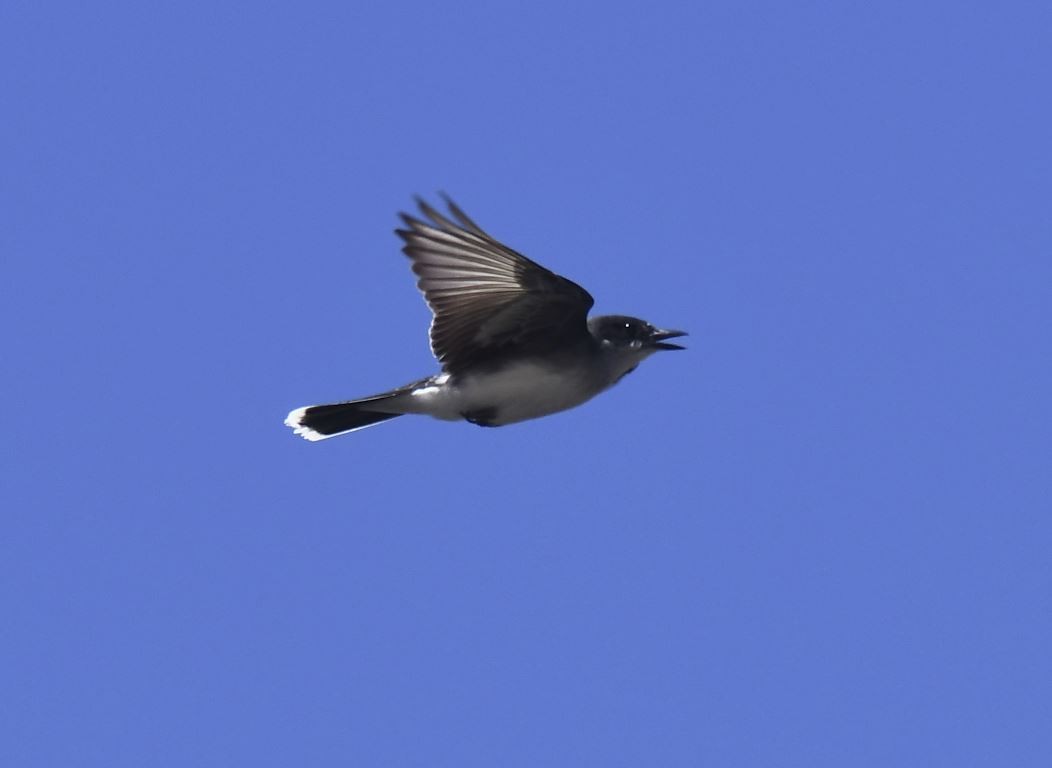 Eastern Kingbird - ML110697721