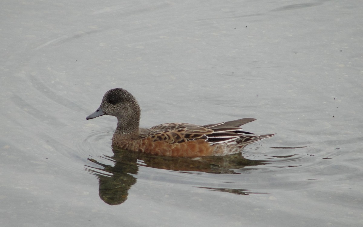 American Wigeon - ML110697991