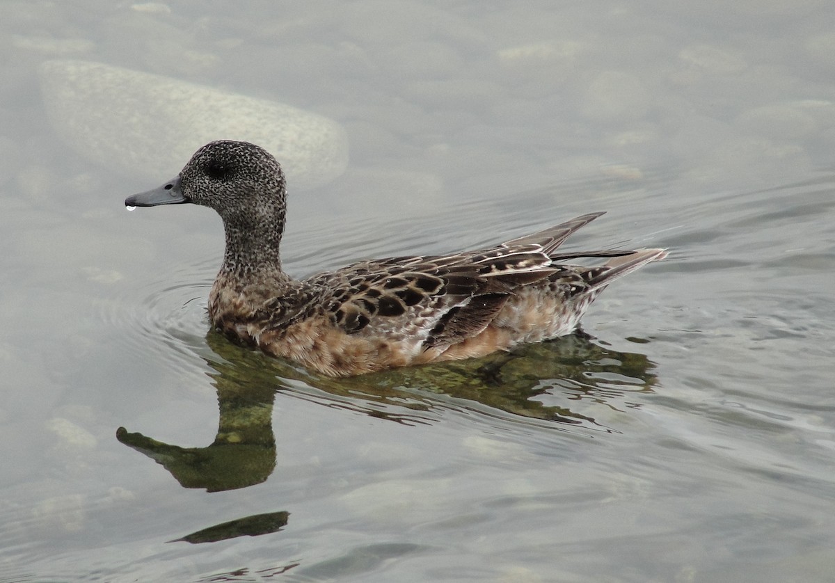 American Wigeon - ML110698001