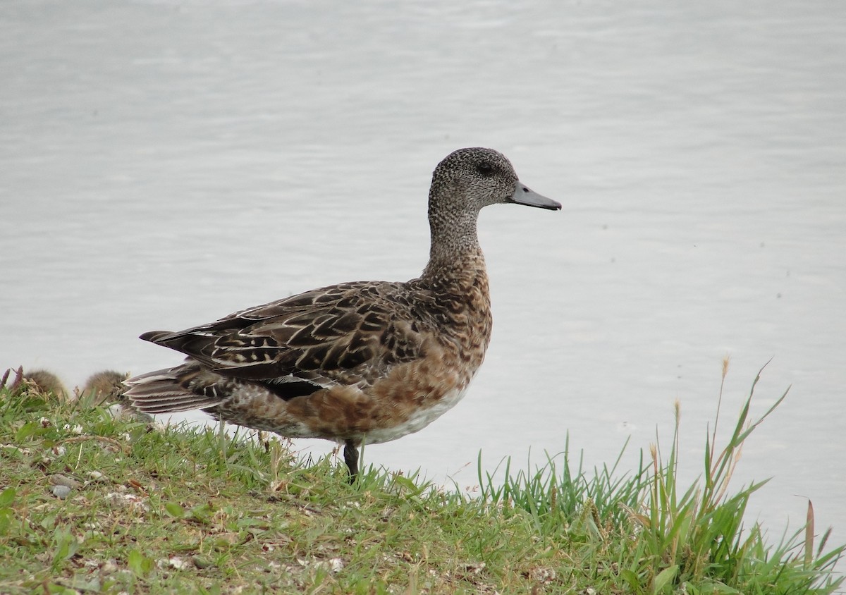 American Wigeon - ML110698011