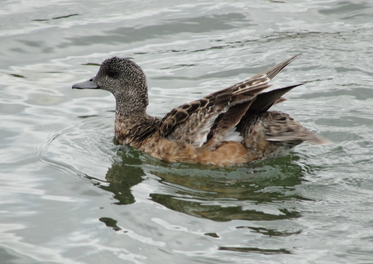 American Wigeon - ML110698021